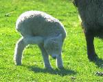 sheep-lambing