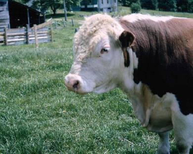cow-bovine