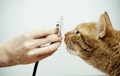 Cat and Stethoscope